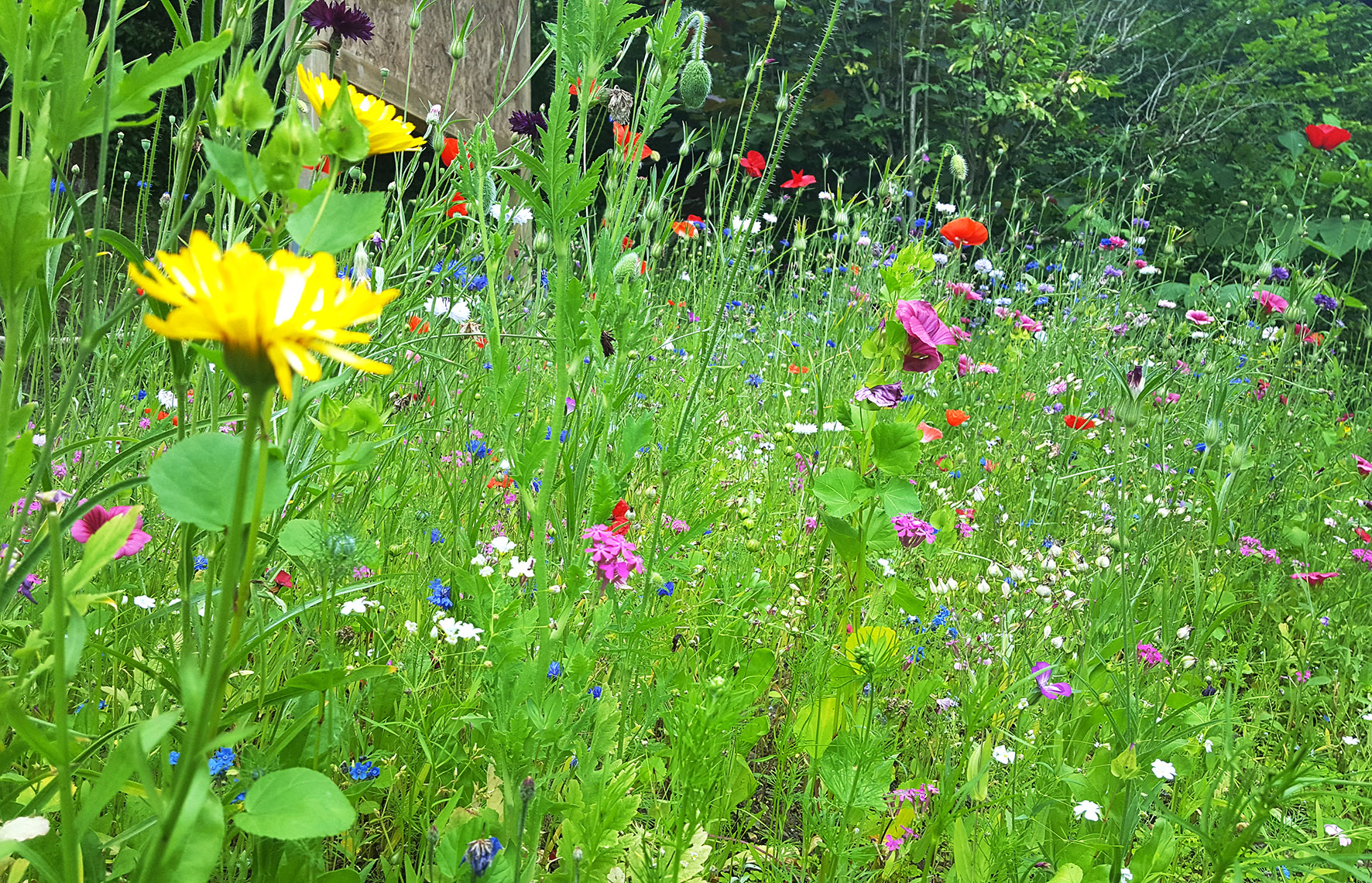 Blühwiese_LDKZ Symbolbild Blühwiese. Foto: Lahn-Dill-Kreis