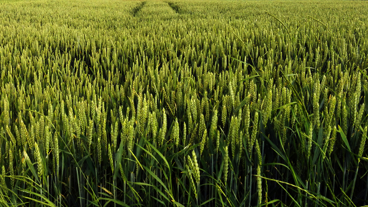 Die Sitzung der 151 Ortslandwirte im Lahn-Dill-Kreis und Landkreis Gießen findet erstmals digital statt. (Foto: Lahn-Dill-Kreis)