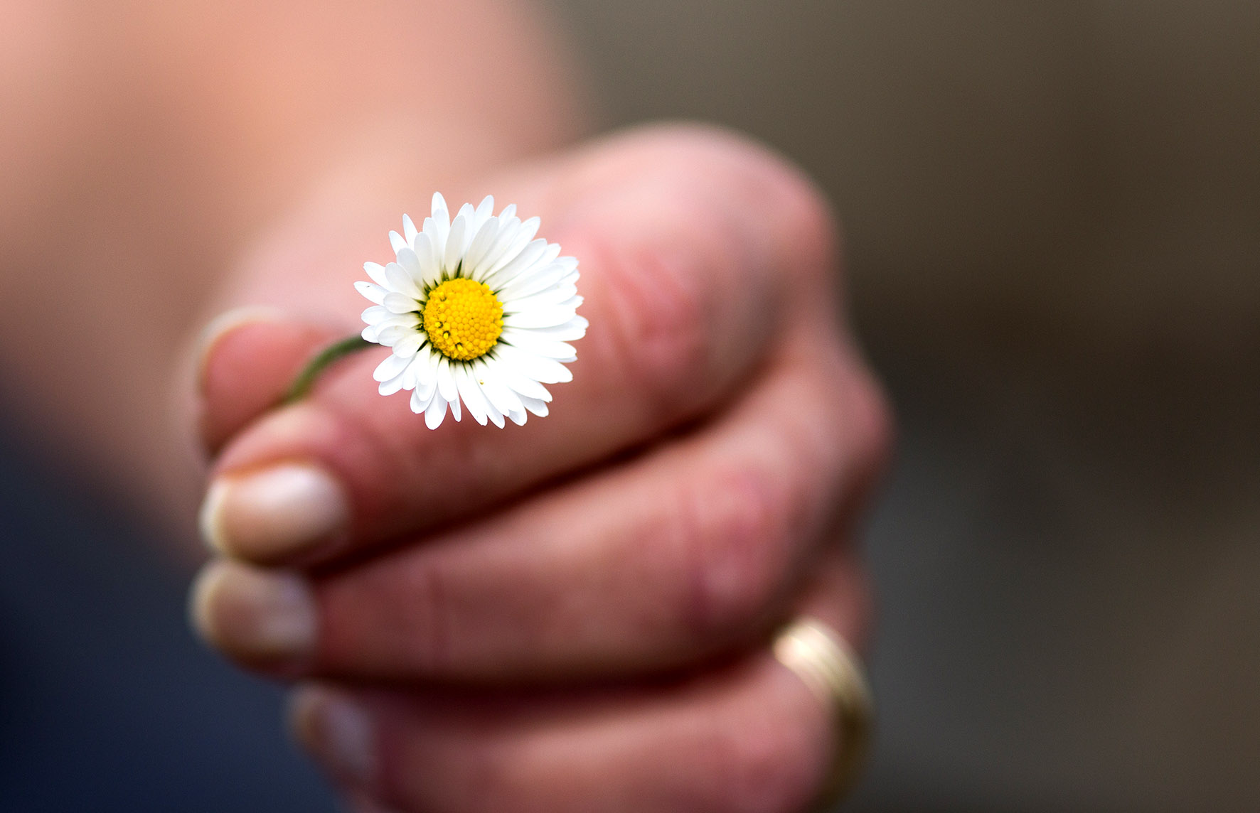 Symbolbild: Hand hält Gänseblümchen Foto: Lahn-Dill-Kreis