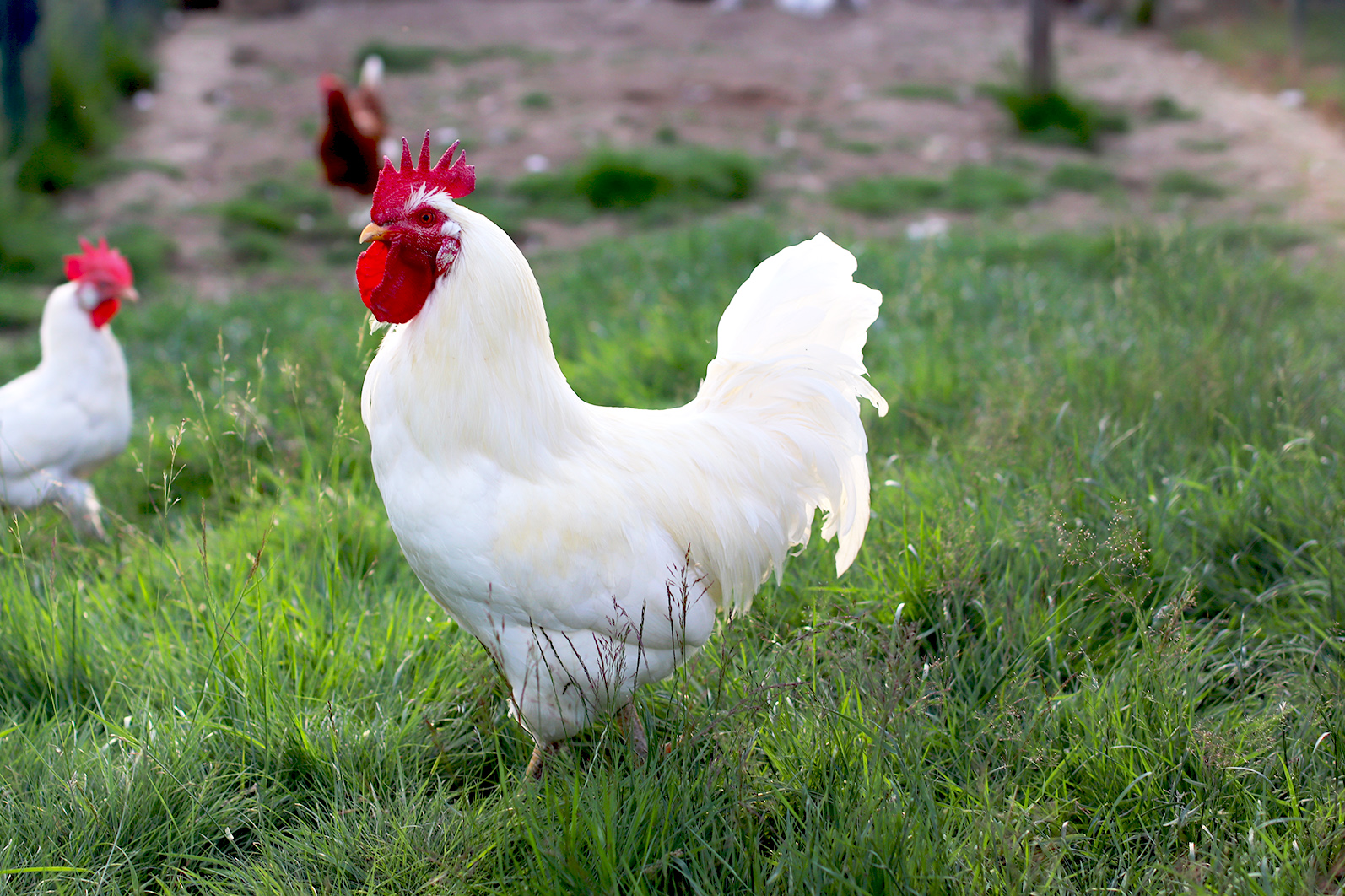 Symbolbild Hühner/Geflügel. Foto: Lahn-Dill-Kreis