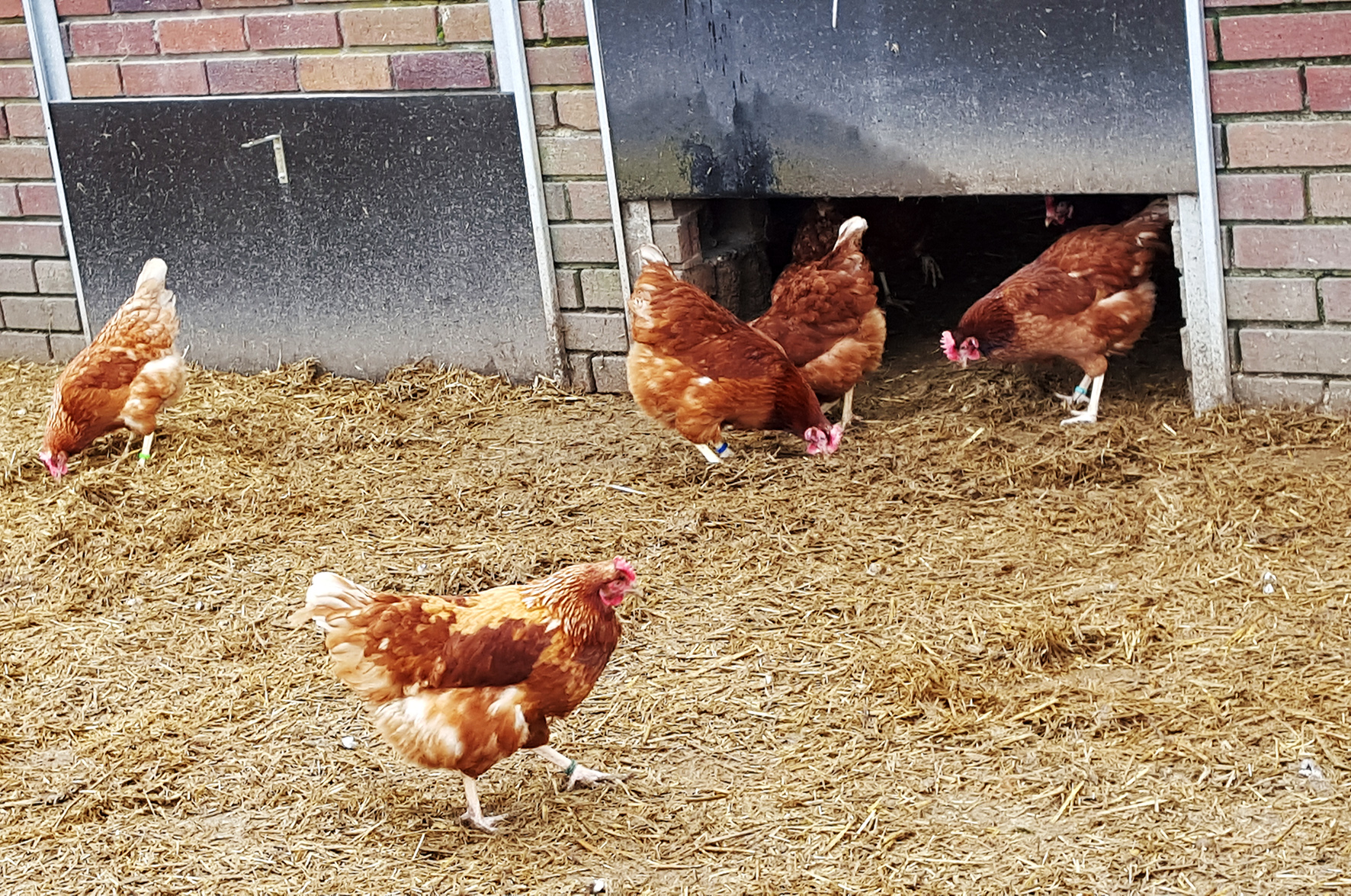 Symbolbild Hühnerstall. Foto: Lahn-Dill-Kreis