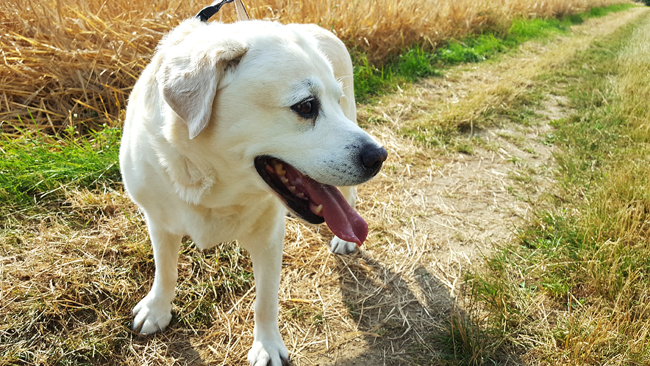 Hund_Feldweg_LDKZ Symbolbild: Hund. Foto: Lahn-Dill-Kreis