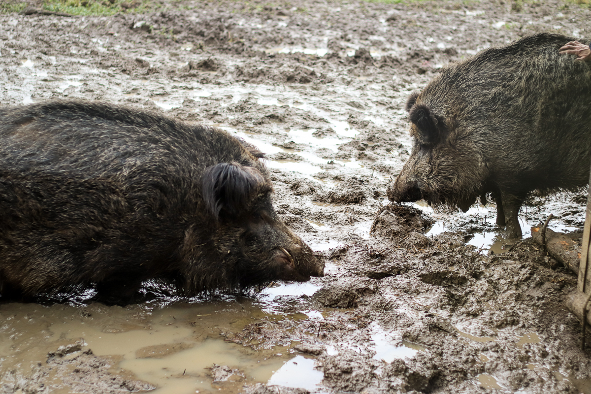Symbolbild Wildschwein. Foto: Lahn-Dill-Kreis