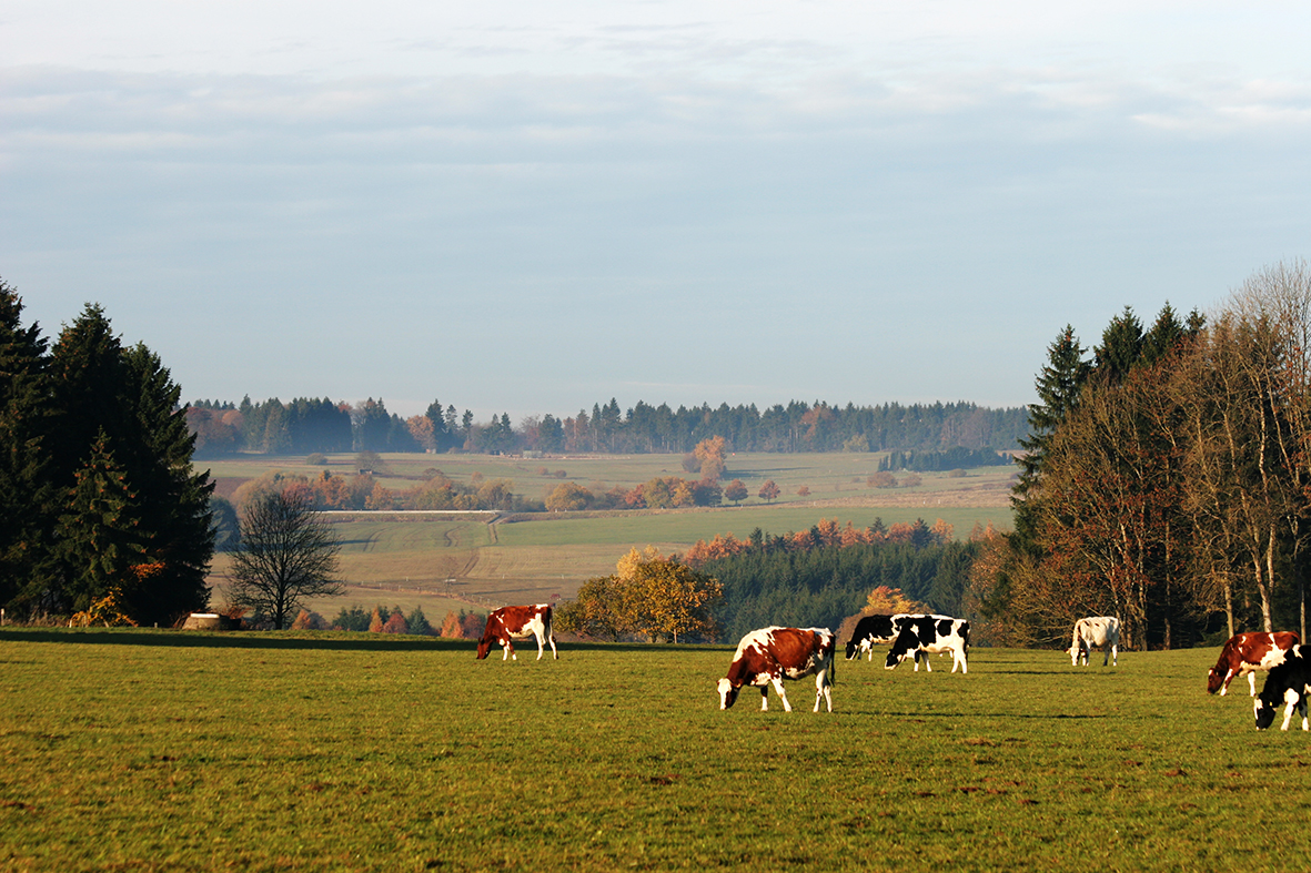 Kreis-Veterinäramt appelliert, Missstände zu melden und sich bei der Wahl eines neuen Tierhalters gut zu informieren. (Foto: Lahn-Dill-Kreis)