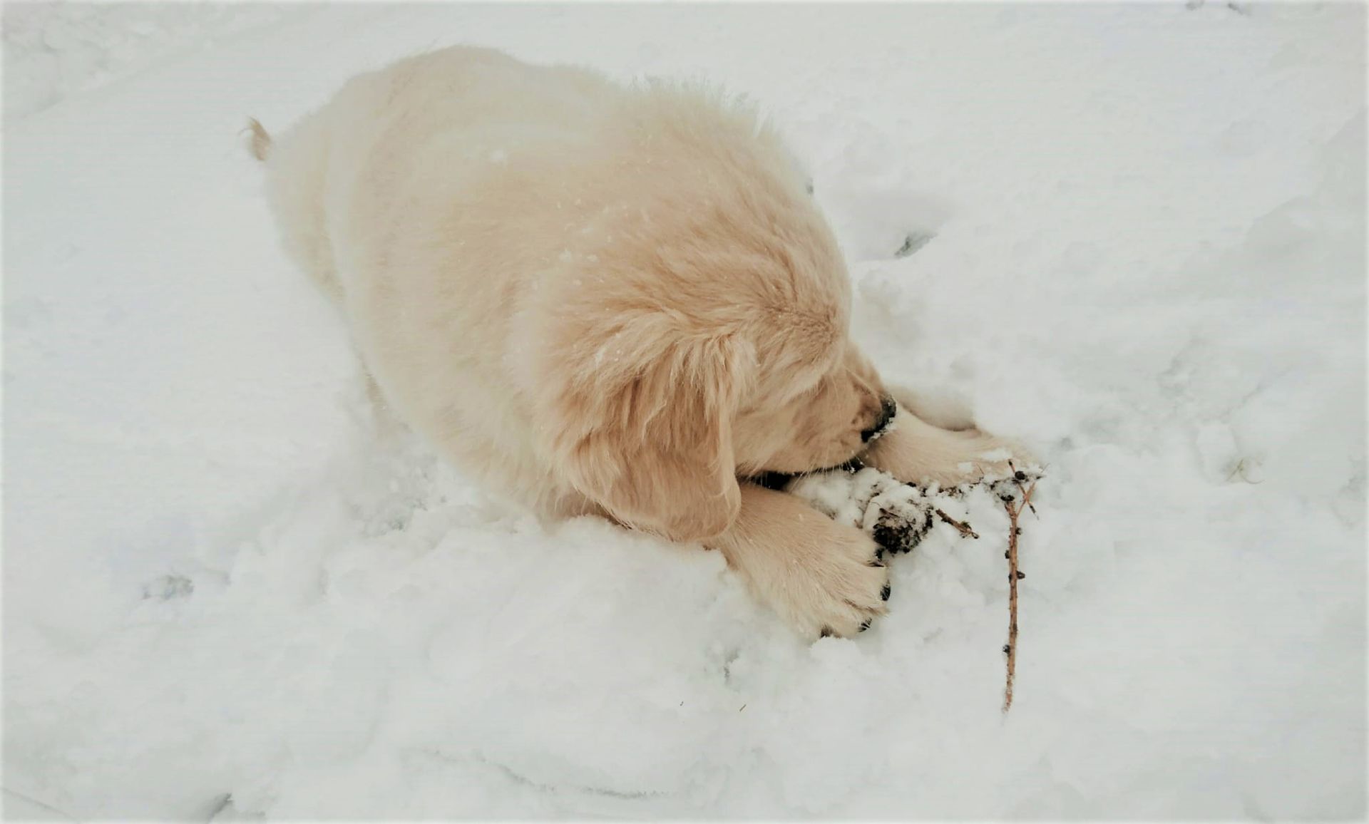 Damit Tiere wie Hundewelpe Phoebe aus Wissenbach sorglos den Winter genießen können, gibt es für Tierhalterinnen und -halter einiges zu beachten. (Foto: Lahn-Dill-Kreis)