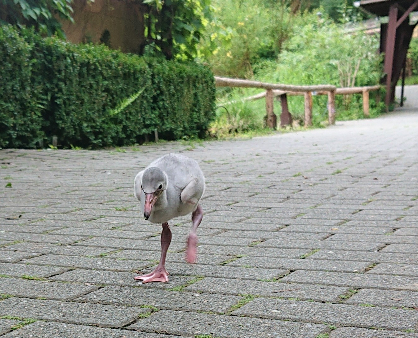 Flamingos brauchen Bewegung: Flamingojungtier erkundet den Tierpark (Foto: Tierpark Herborn)