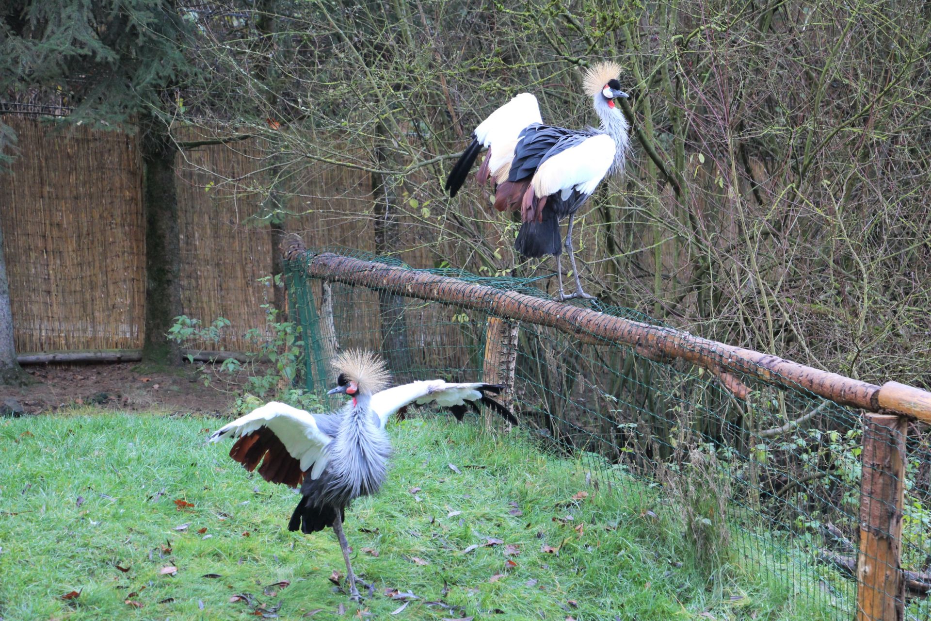 Kronenkraniche und Schuppensäger ziehen in den Tierpark Herborn ein (Foto: Tierpark Herborn)