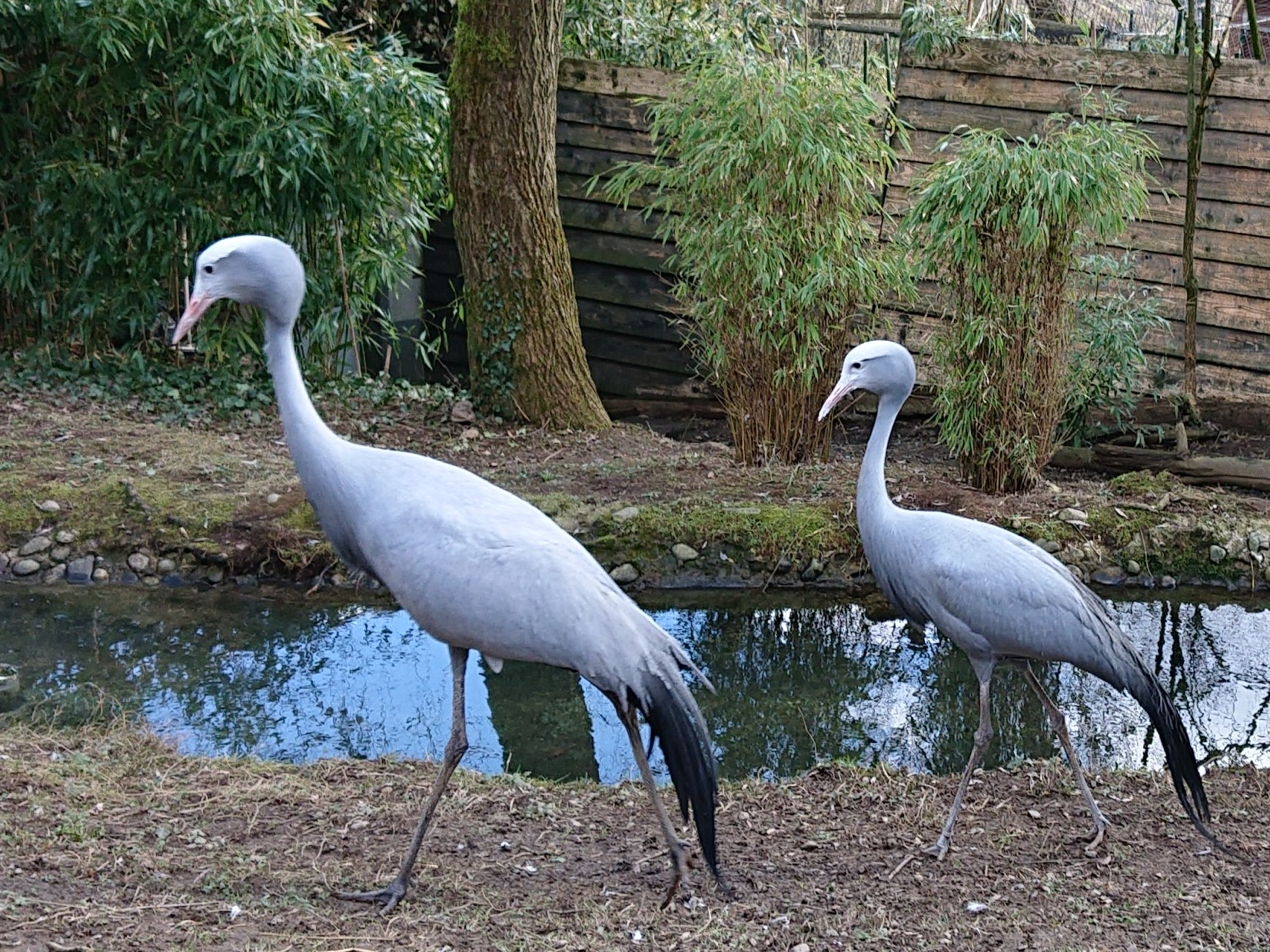 Paradieskranich-Pärchen (Foto: Tierpark Herborn)