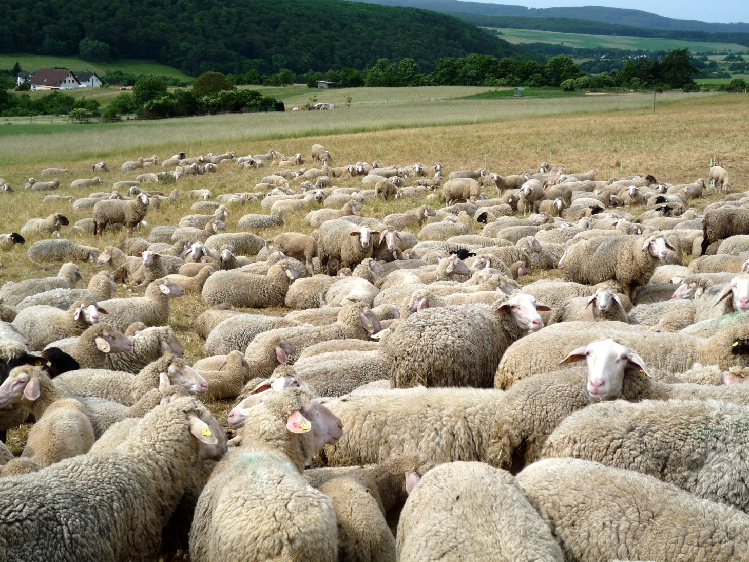 Der Lahn-Dill-Kreis gilt aktuell als frei von der Blauzungenkrankheit, die unter anderem Schafe, Rinder und Ziegen bekommen können. Foto: Lahn-Dill-Kreis