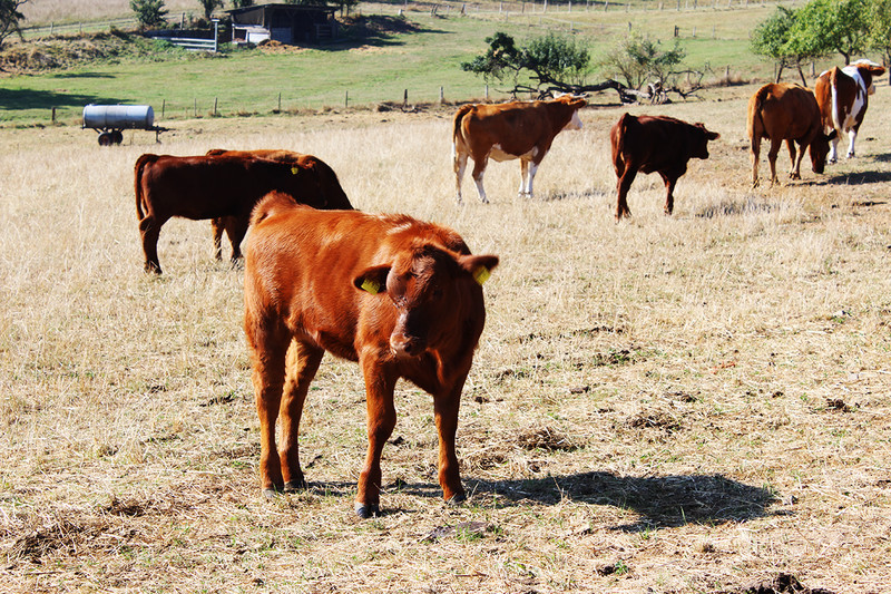 Rinder sind „Weichbodenlieger“ und brauchen einen für sie angenehmen Untergrund zum Ablegen. (Foto: Lahn-Dill-Kreis)