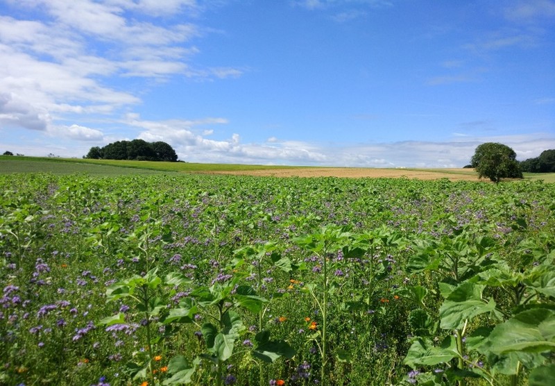 Eines von vielen Beispielen: Blühende Streifen zwischen den Feldern bei Gießen-Lützellinden. Foto: Lahn-Dill-Kreis