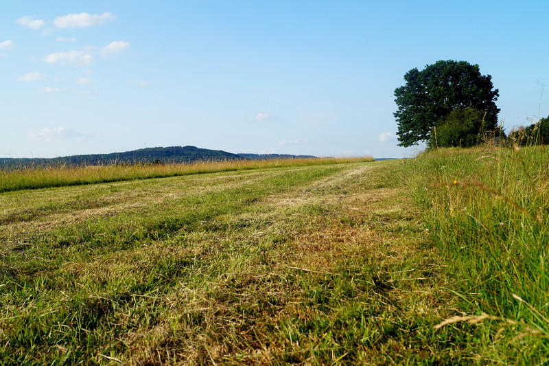 Durch die enge Verzahnung von Saumstrukturen, Wiesen mit unterschiedlichen Nutzungszeitpunkten und Gehölzstrukturen ist ein großer Artenreichtum in unserer Landschaft möglich. Foto: Lahn-Dill-Kreis