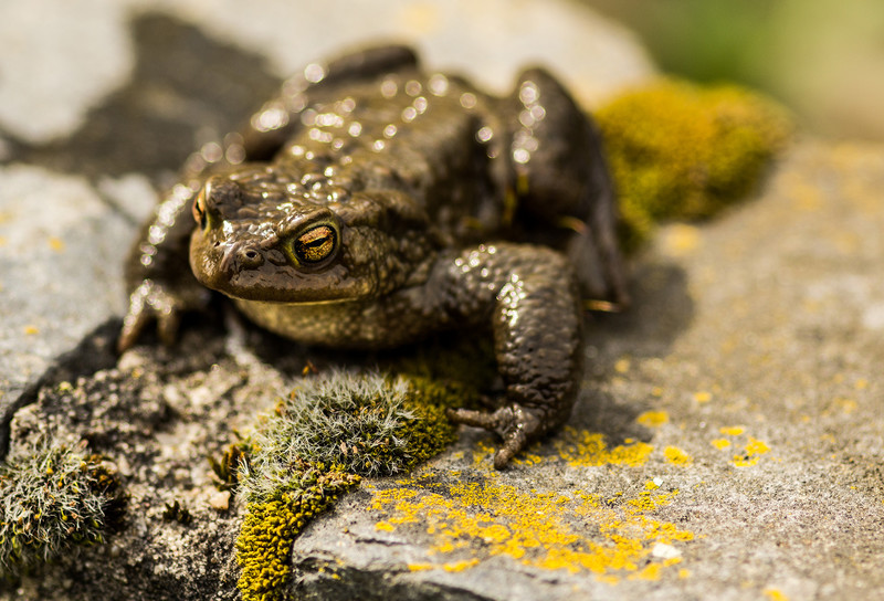 Amphibienwanderung startet verspätet. Foto: Lahn-Dill-Kreis