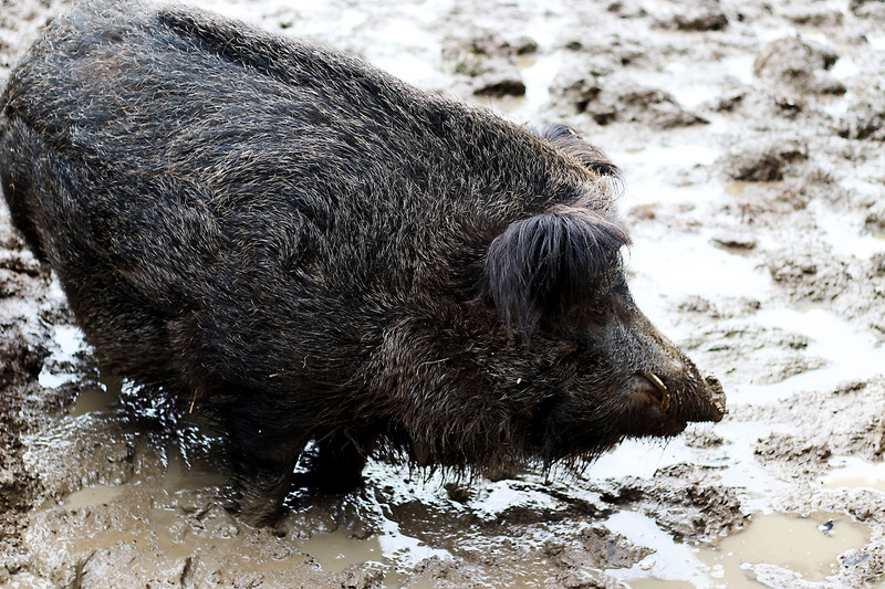 csm_Wildschwein_01_073bb506df Empfehlung: Verlängerung des Jagdscheins spätestens bis zum 13. März 2020 beantragen. Foto: Lahn-Dill-Kreis