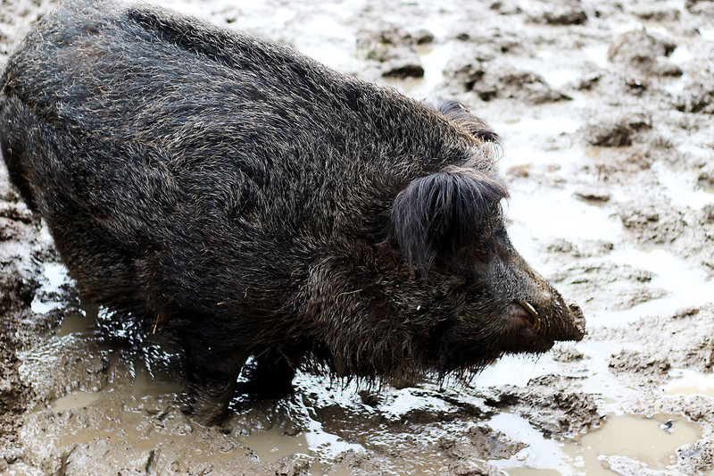 Empfehlung: Verlängerung des Jagdscheins spätestens bis zum 13. März 2020 beantragen. Foto: Lahn-Dill-Kreis