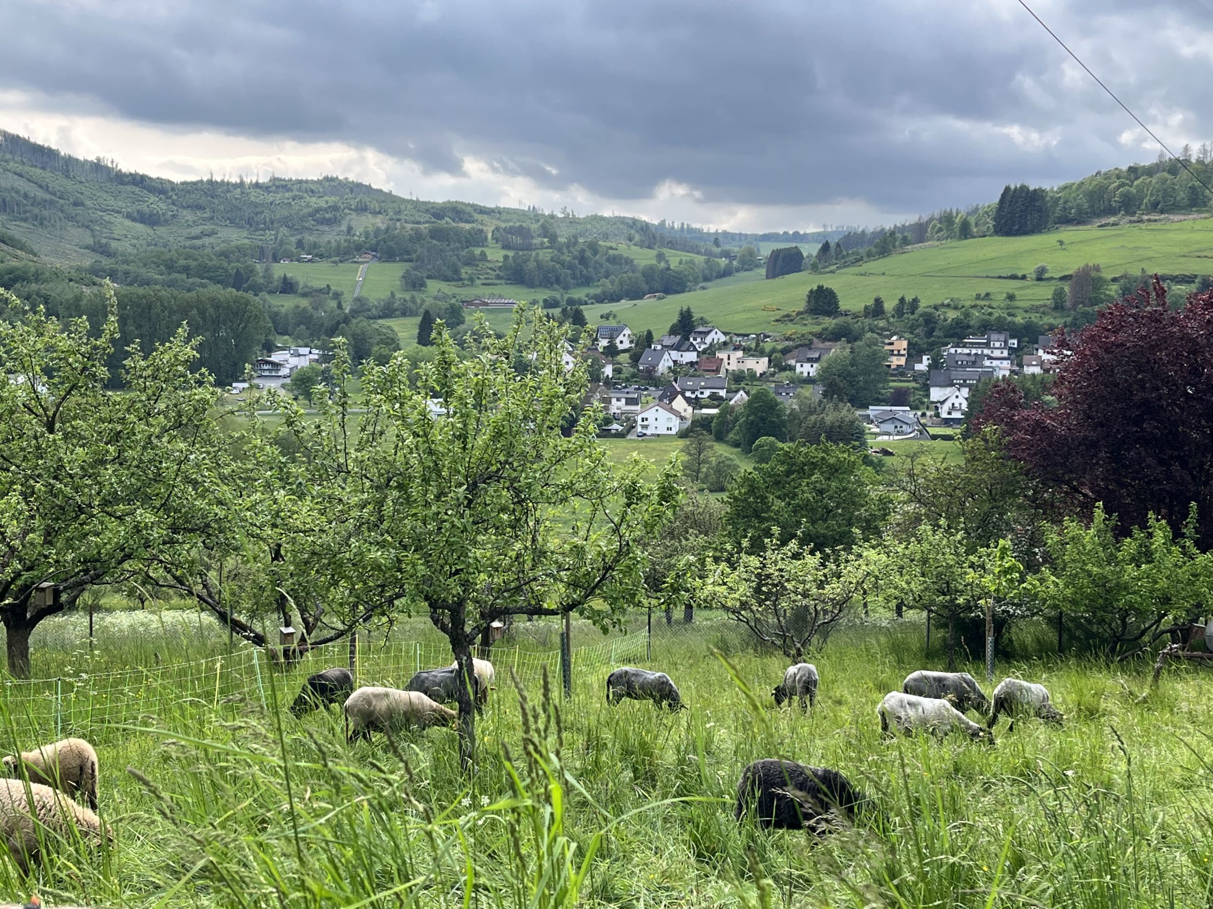 Unter anderem mit dem Projekt der Streuobstwiese ist die Holderbergschule in Eibelshausen einer der beiden Preisträger des Naturschutzpreises 2022. Foto: Lahn-Dill-Kreis