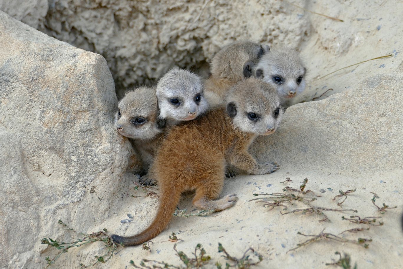 Erdmännchen Jungtiere. Foto: Tierpark Herborn