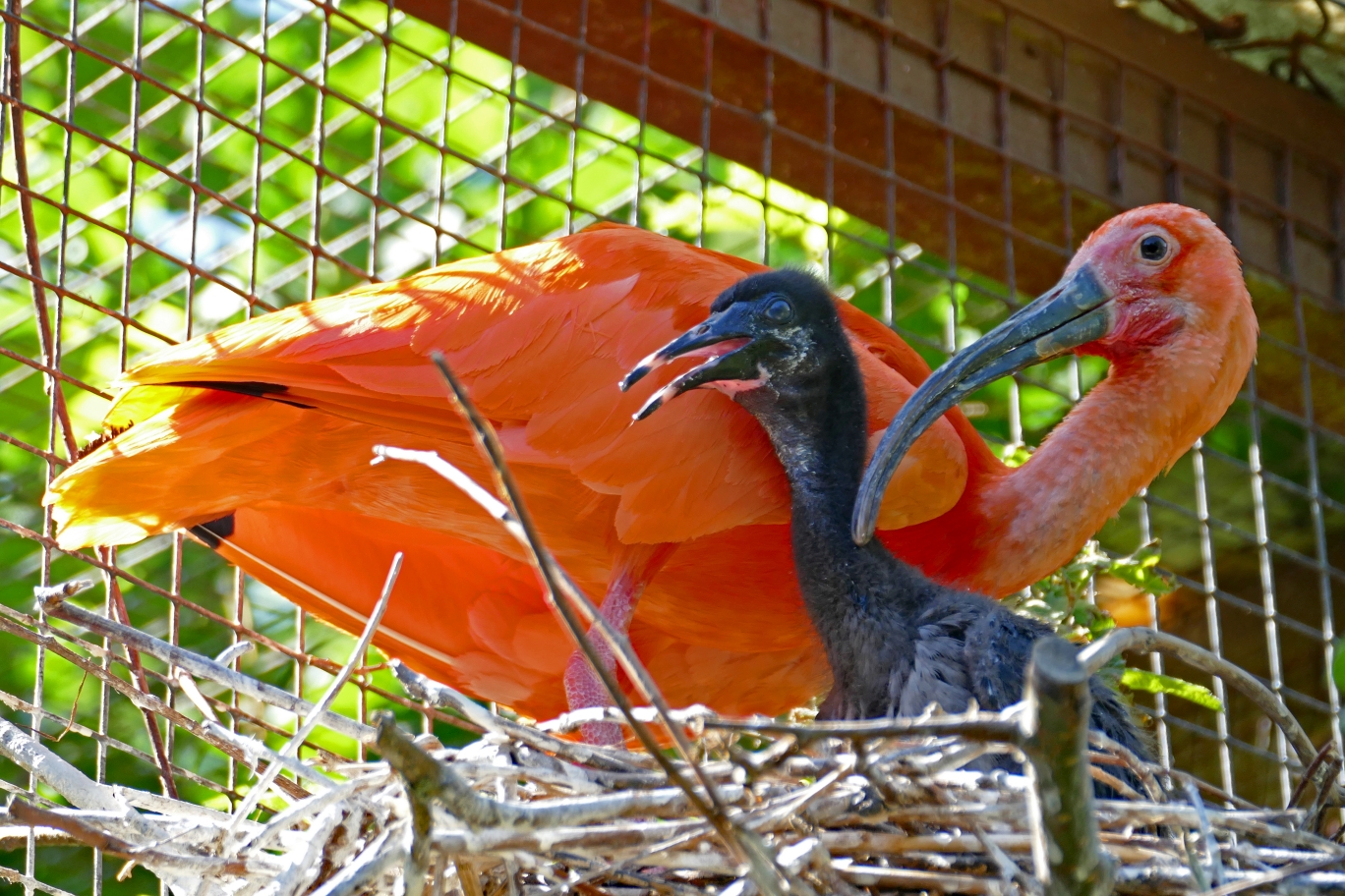 Nachwuchs Roter Ibis. Foto: Tierpark Herborn