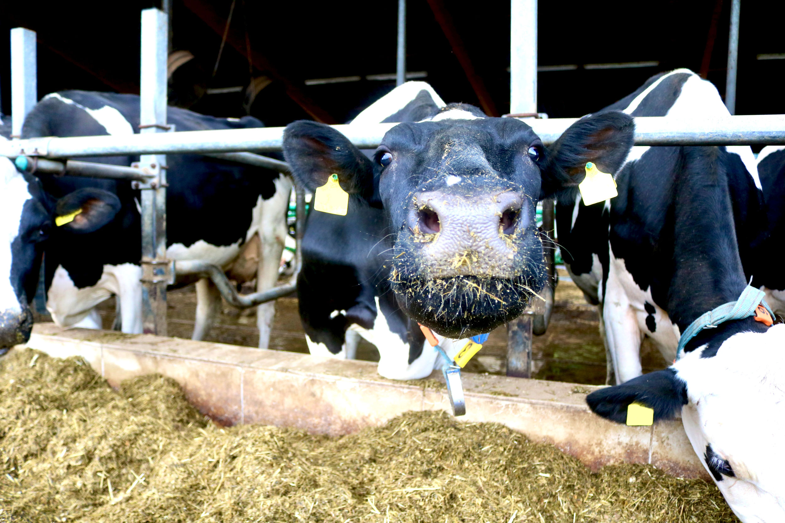 Die Blauzungenkrankheit verbreitet sich aktuell auch in Deutschland. Das Kreis-Veterinäramt gibt Tierhalterinnen und Tierhaltern, beispielsweise von Rindern, Tipps. Foto: Lahn-Dill-Kreis/Marie-Therese Koch