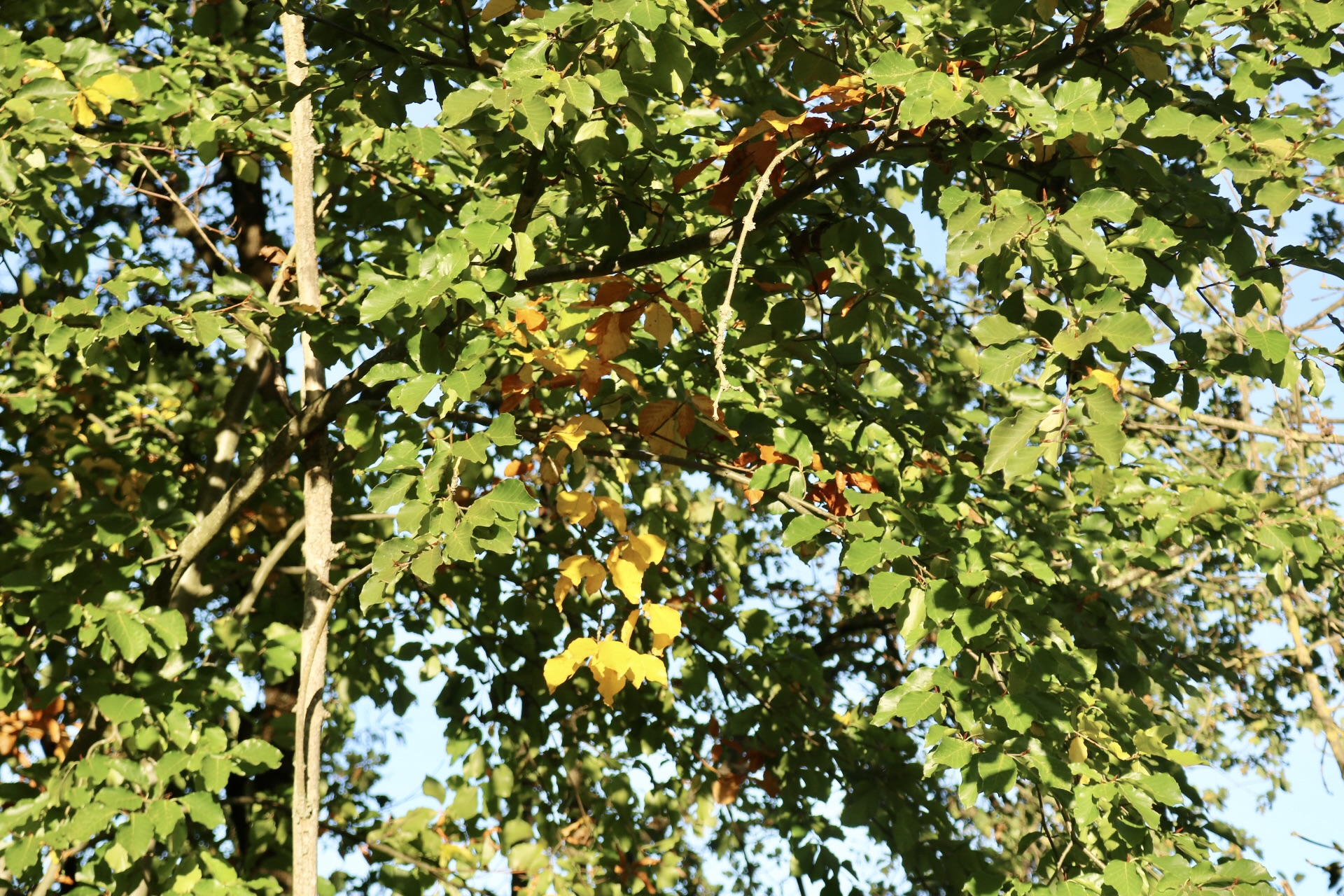 223_Naturschutz im Herbst Wer Bäume fällen oder das Geäst zurückschneiden möchte, sollte vorher überprüfen, dass sich keine Lebewesen mehr in Rindenspalten oder Baumhöhlen befinden. Foto: Lahn-Dill-Kreis/Marie-Therese Koch
