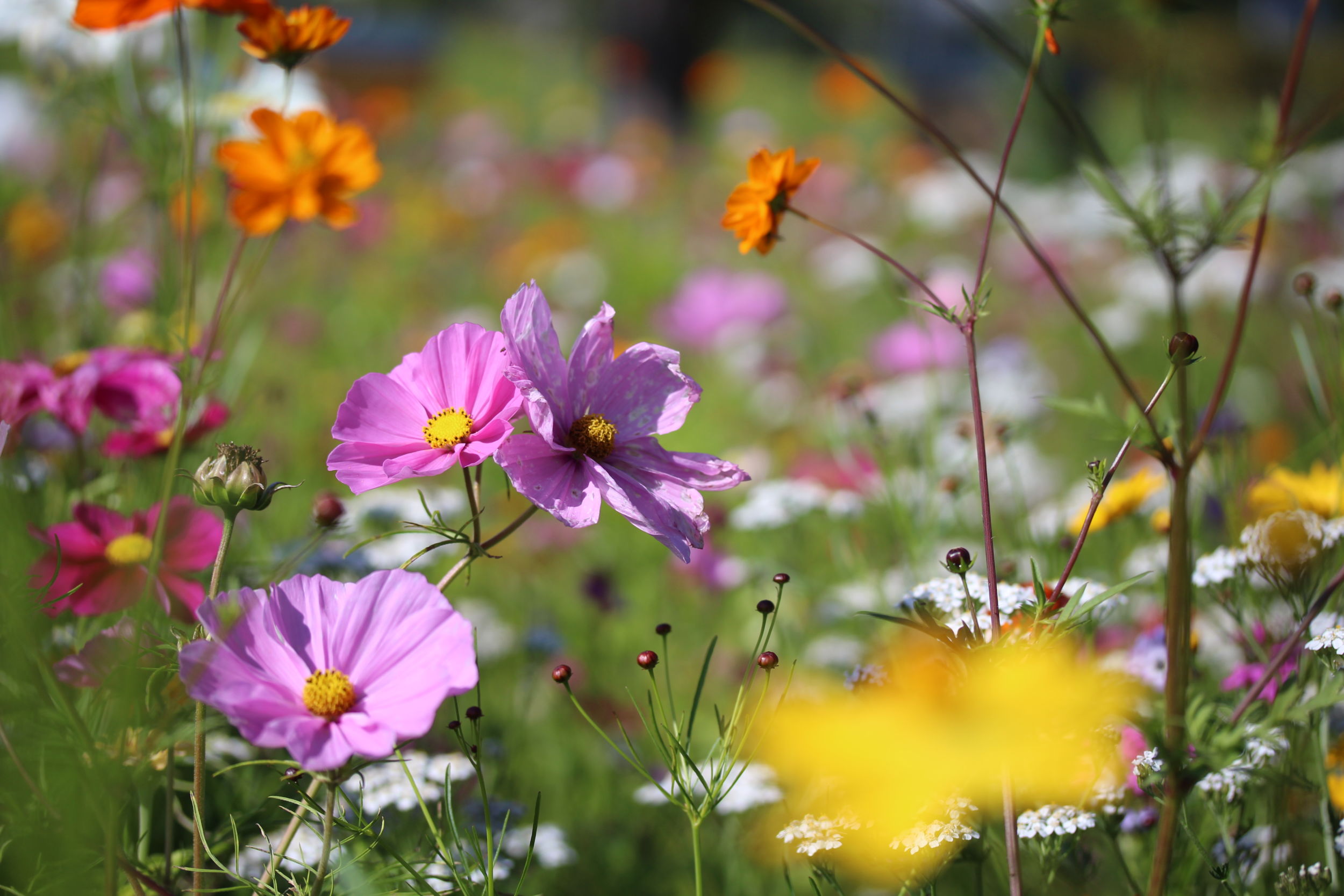059_Blütenpracht_LDKZ Grüne und blühende Gärten und Vorgärten verschönern nicht nur die Umgebung, sondern leisten vor allem einen wichtigen Beitrag zu Umwelt- und Klimaschutz. Foto: Lahn-Dill-Kreis/Nicole Zey