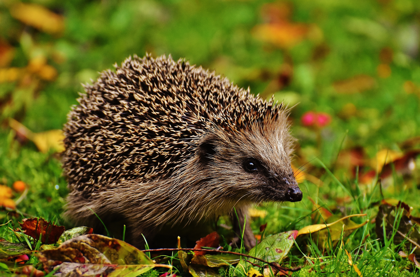 Igel schützen Die derzeit warmen Temperaturen können Igel verfrüht aus ihrem Winterschlaf wecken. Foto: Alexas Fotos von Pexels via canva.com
