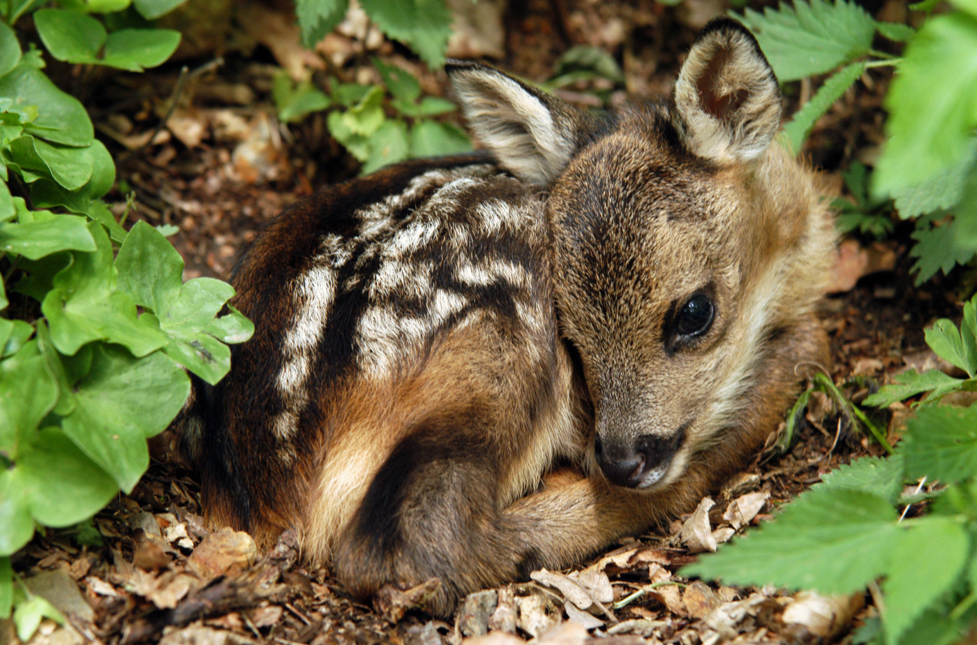 Um die Wildtiere während der Brut- und Setzzeit zu schützen, gilt in dieser Zeit für Hunde die Leinenpflicht. Foto: Kaphoto von Getty Images Signature via Canva.com