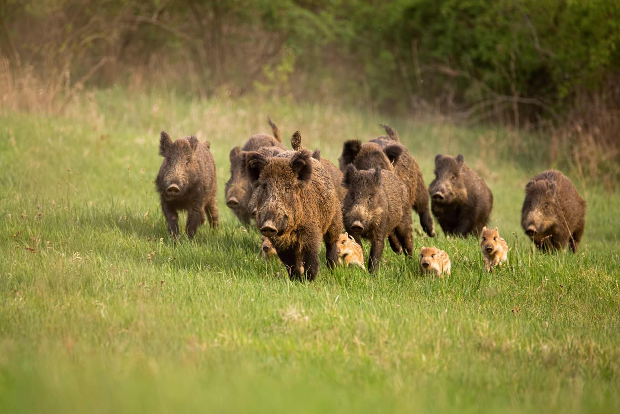 Das Veterinäramt des Lahn-Dill-Kreises meldet, dass sich in Haiger-Allendorf ein erlegtes Wildschwein mit dem tödlichen Aujeszky-Virus infiziert hat. Foto: WildMedia - stock.adobe.com