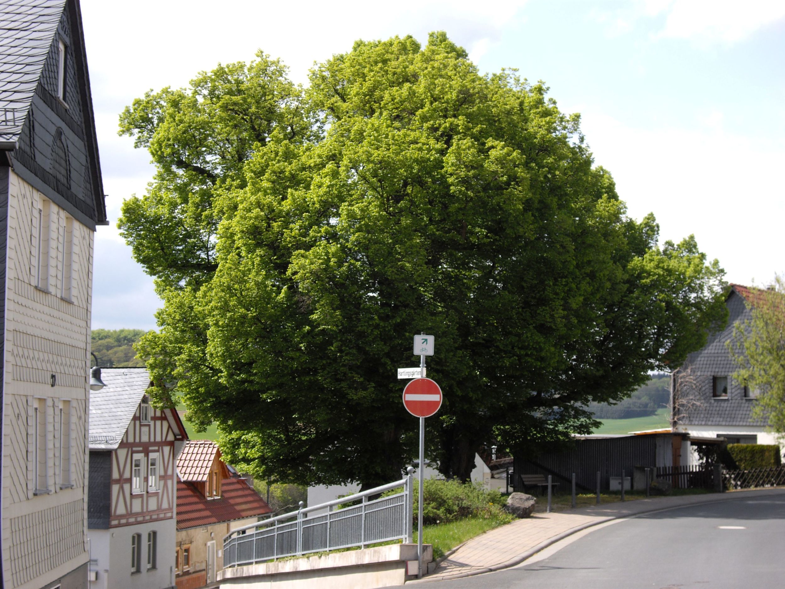 Alte Bäume, wie diese zwei Linden im Siedlungsbereich in Erda, spenden nicht nur Schatten, sondern filtern auch die Luft. Foto: Lahn-Dill-Kreis