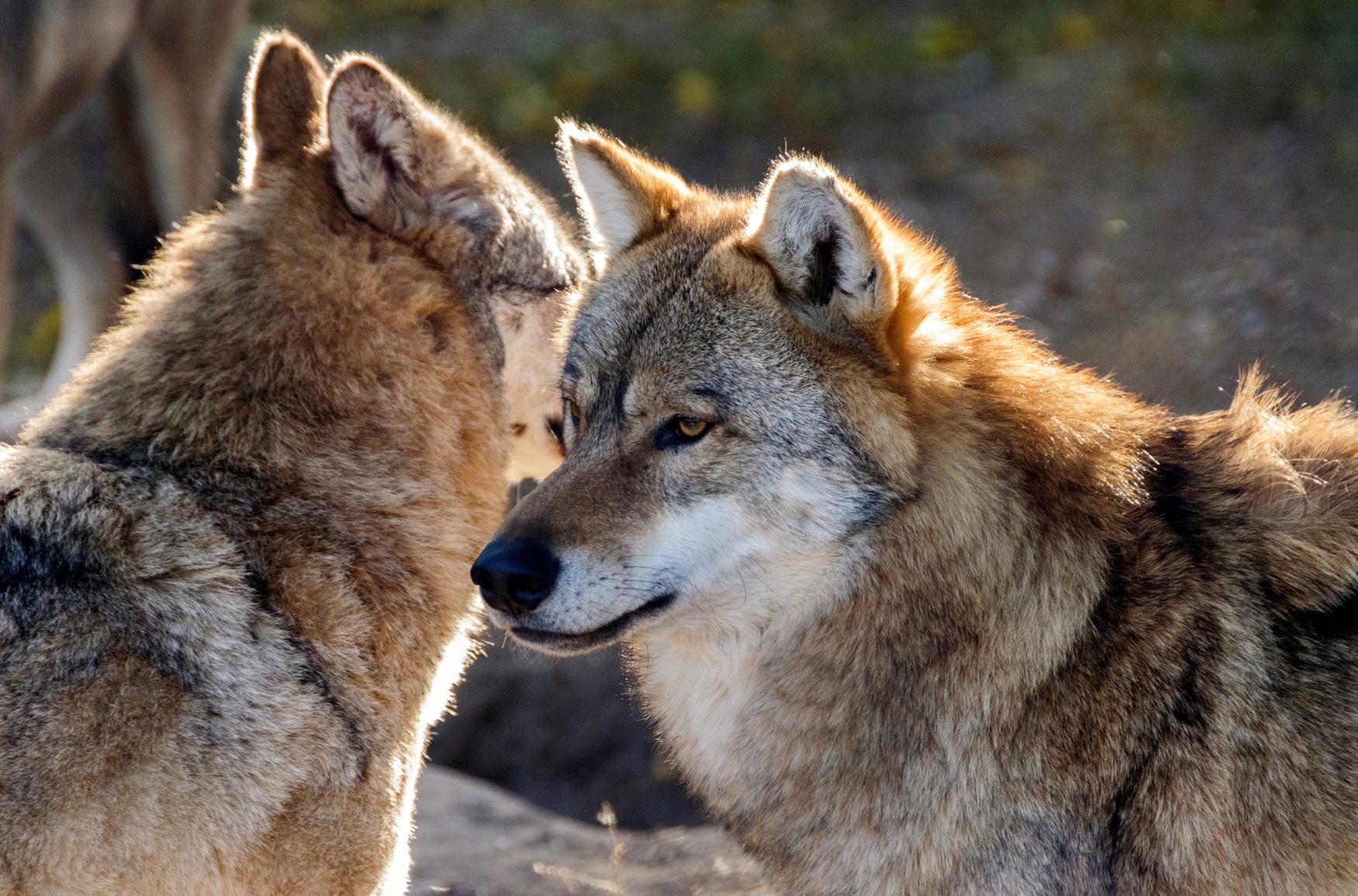 Der Lahn-Dill-Kreis fordert ein praxistaugliches Wolfsmanagement. Foto: Customs112 via Canva.com