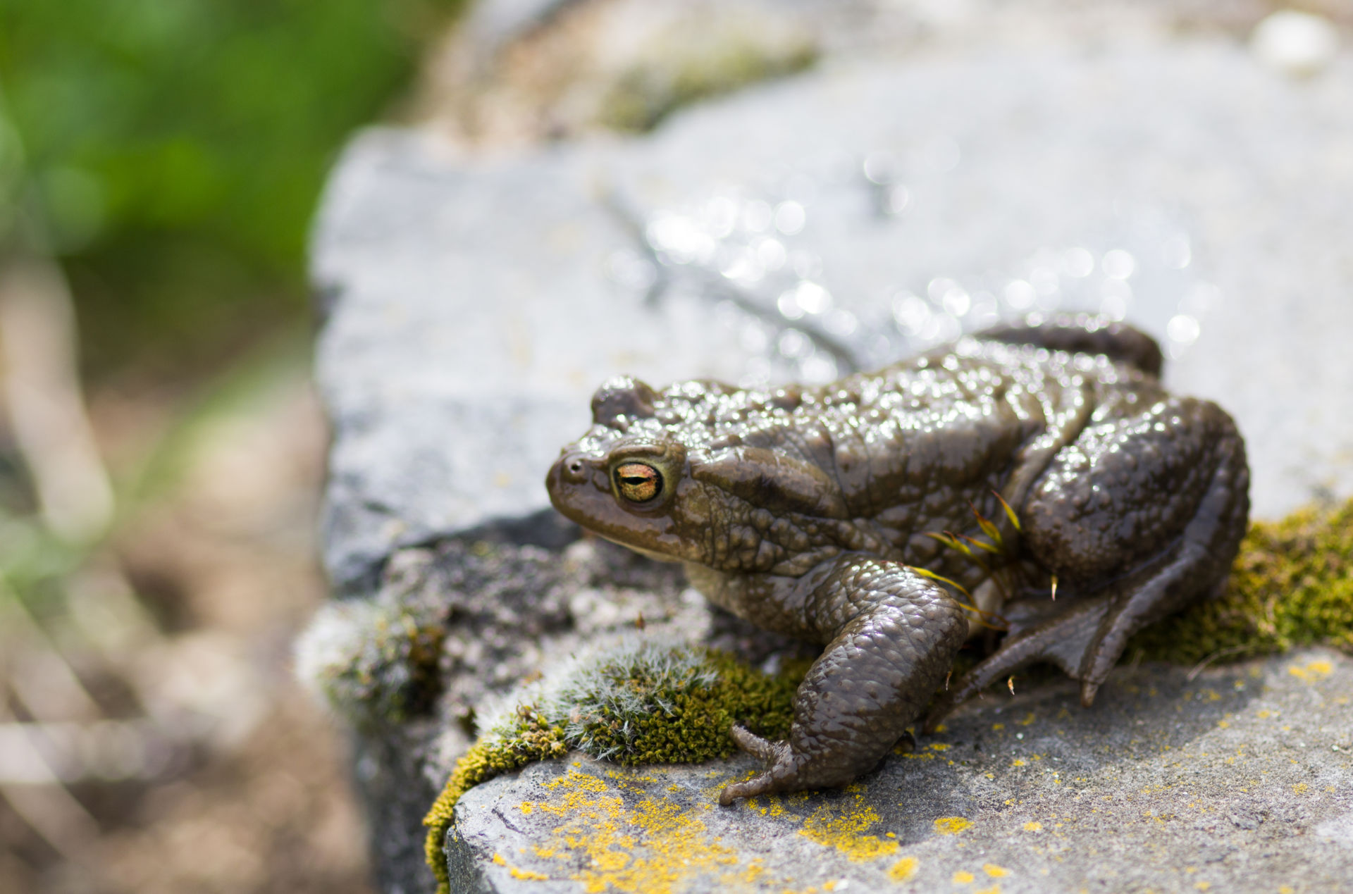 025-Kröte Die Amphibien wandern wieder. Foto: Lahn-Dill-Kreis