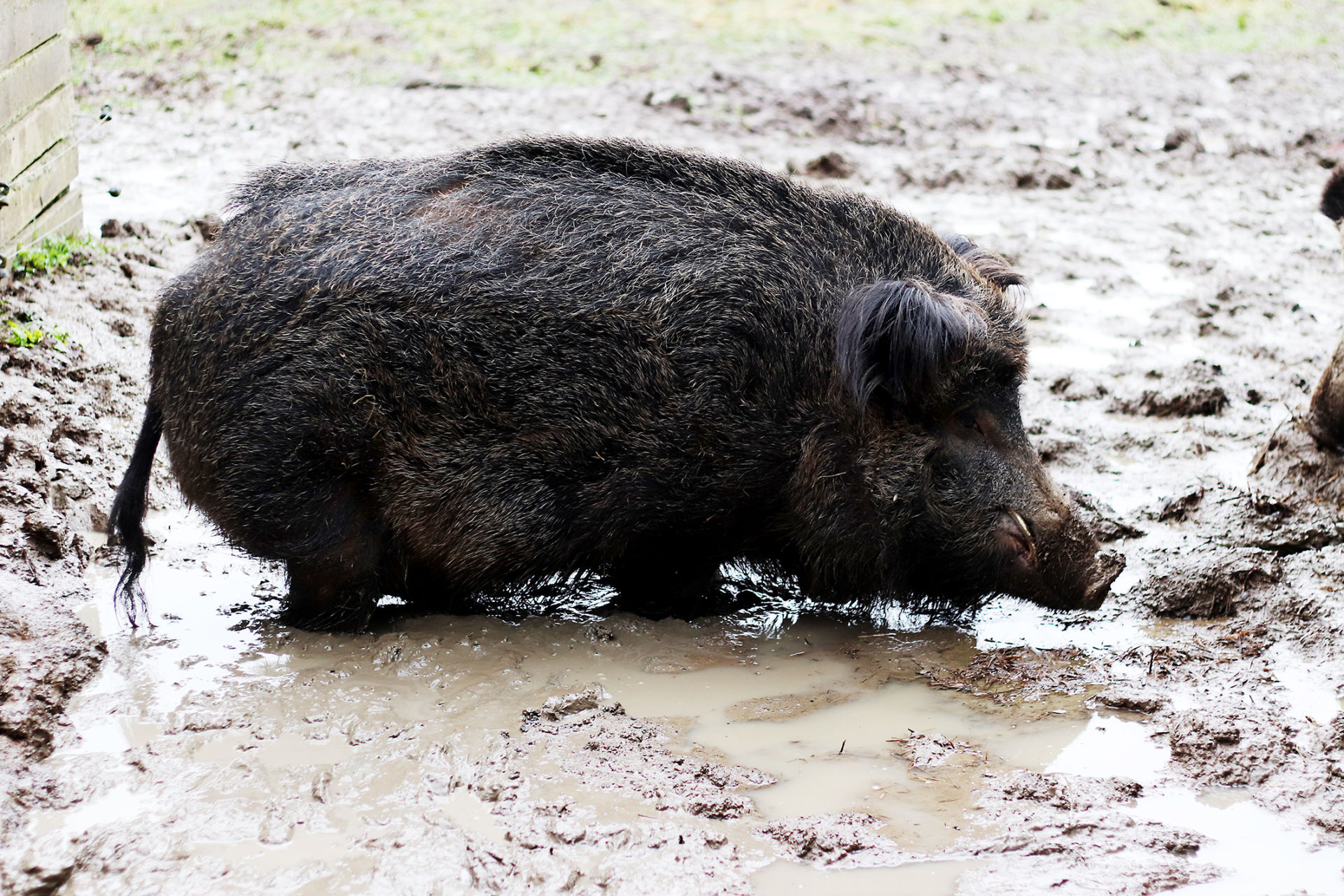 Um die Gefahr einer Ausbreitung der Afrikanischen Schweinepest zu verringern, müssen Wildschweine stärker bejagt werden. Foto: Lahn-Dill-Kreis