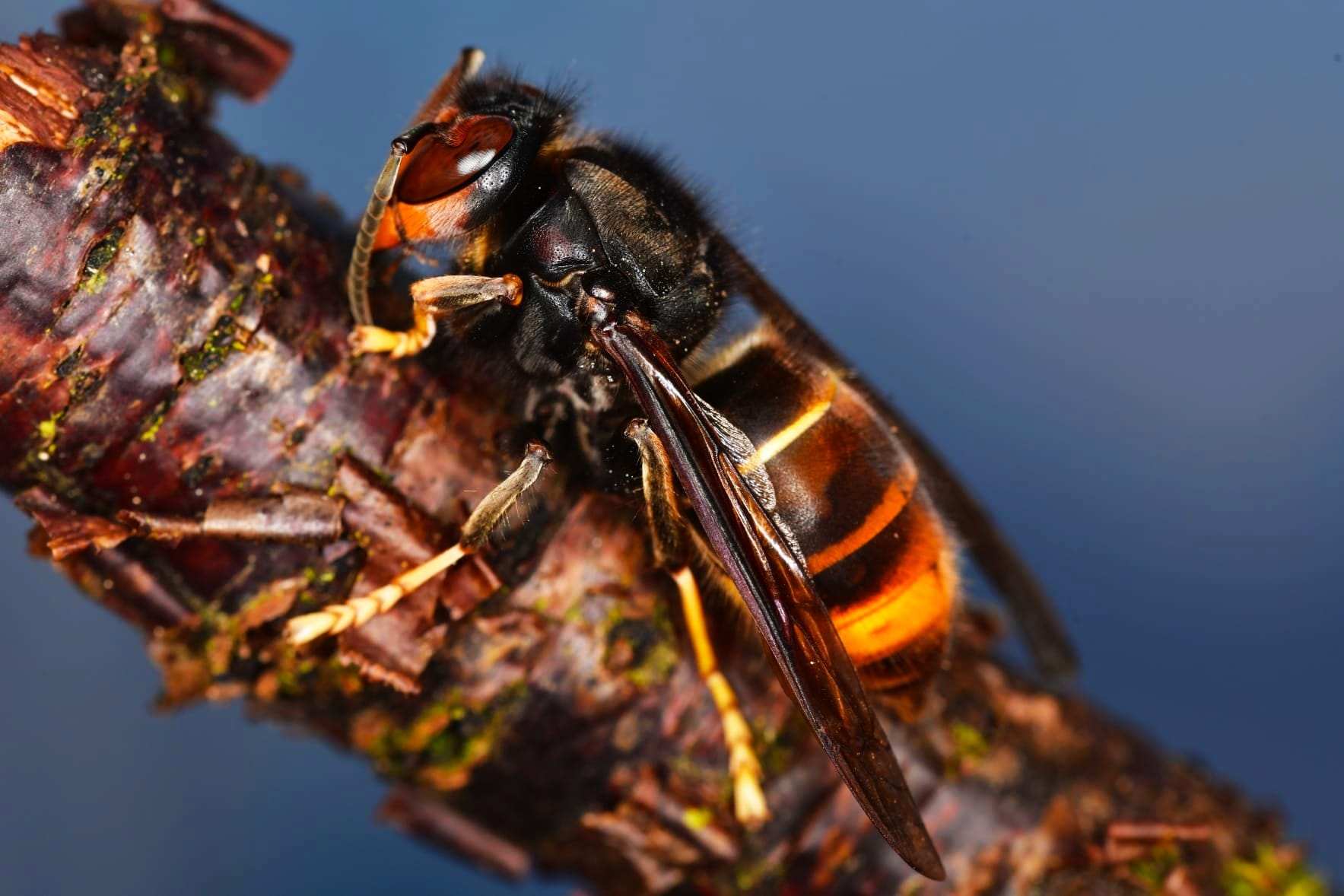 001-Asiatische Hornisse Rainer Jahn Die Asiatische Hornisse unterscheidet sich von der hier heimischen Art vor allem durch ihre Farbgebung Foto: Thomas Poetsch