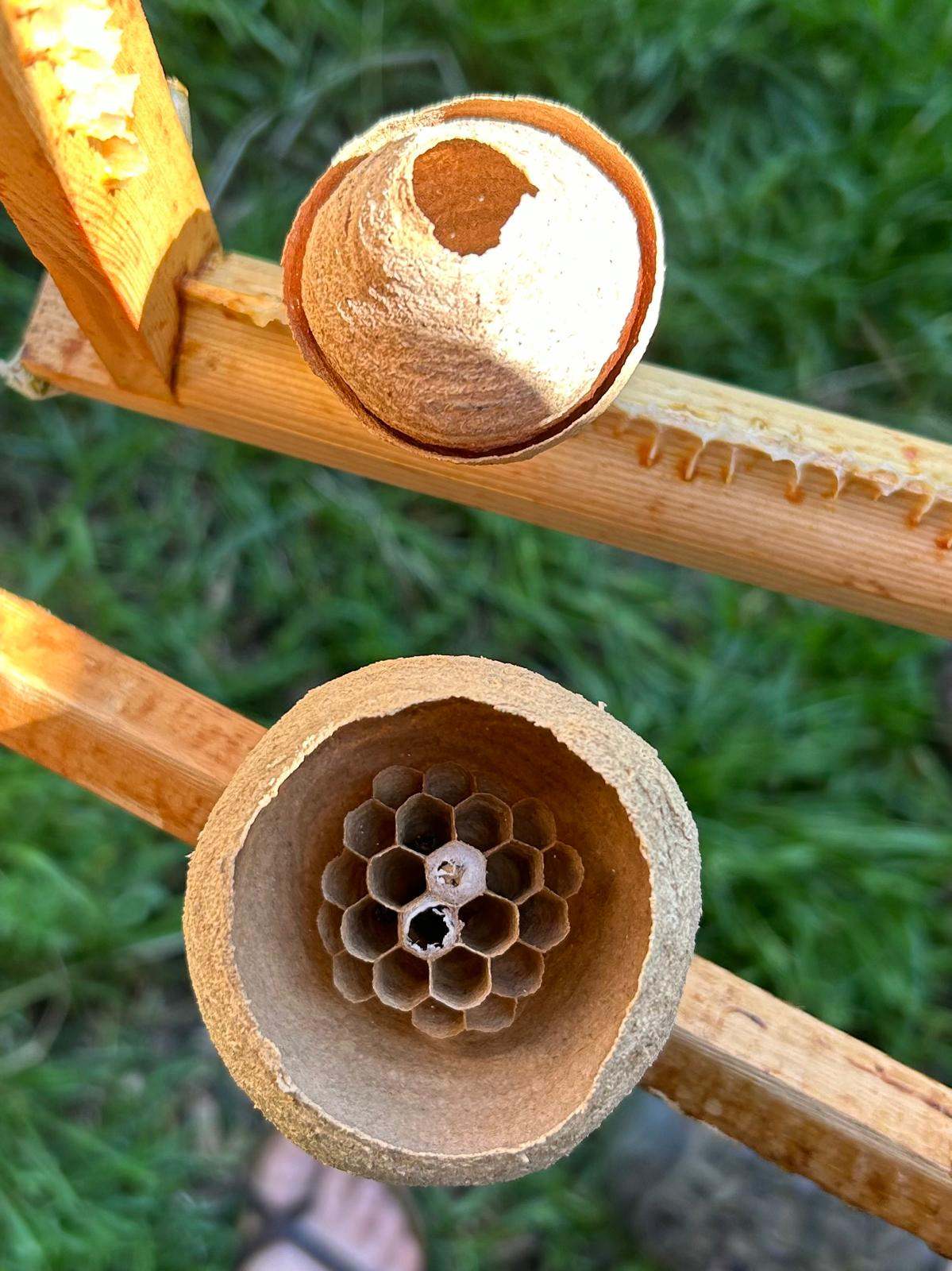 002-Nest Nest der asiatischen Hornisse. Foto: Thomas Poetsch