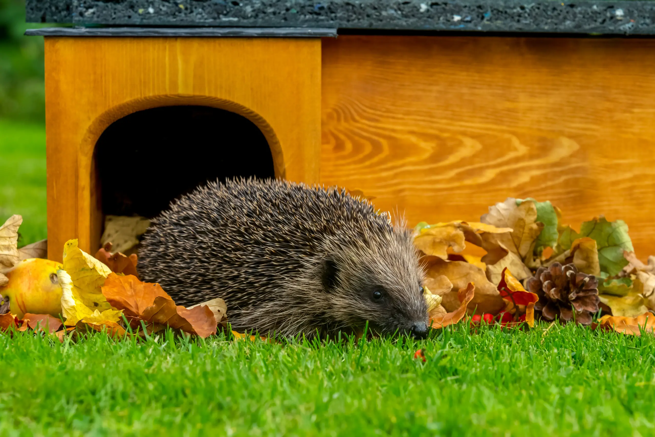 Die Tiere stehen unter Schutz und dürfen grundsätzlich weder gefangen noch getötet werden. Foto: Pro-Content